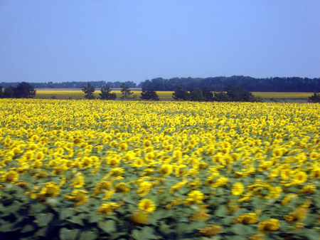 Слънчогледи